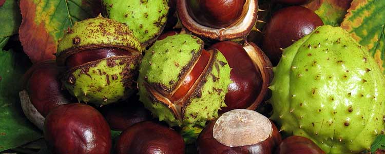 Horse Chestnuts