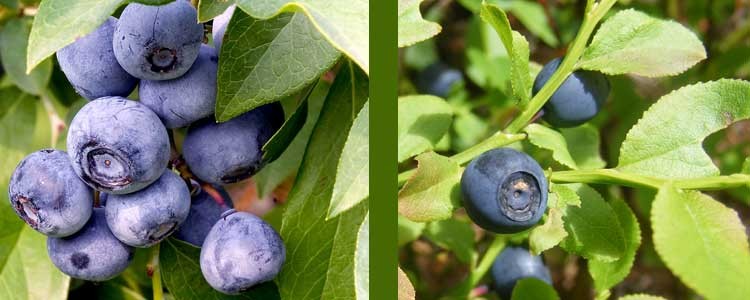 Billberry Vs Blueberry