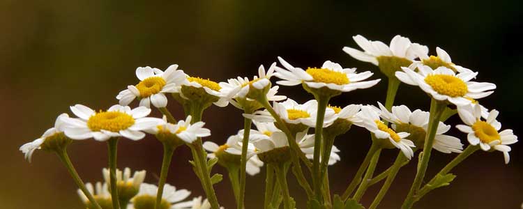 Feverfew for Arthritis