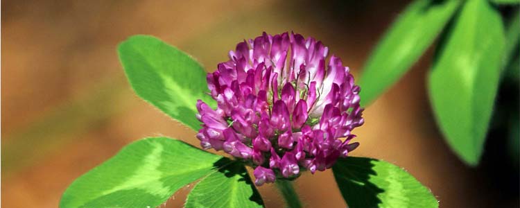 Red Clover