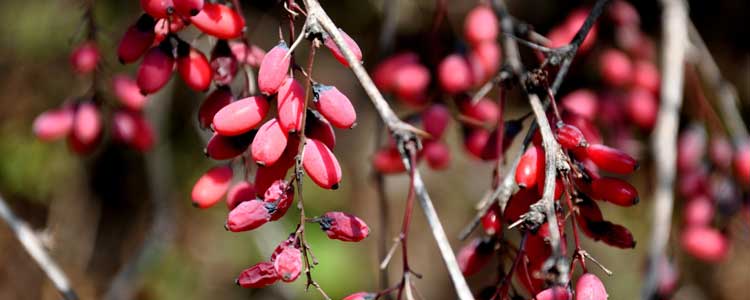 Barberry