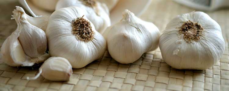 Garlic Oil for Ear Infections