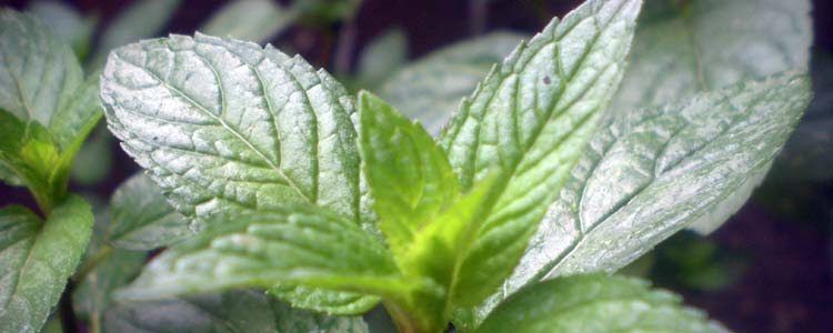 Peppermint Plant - for Irritable bowel syndrome