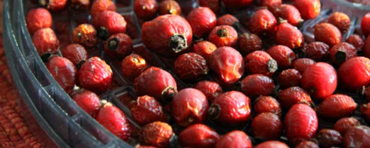 Rosehips for Horses