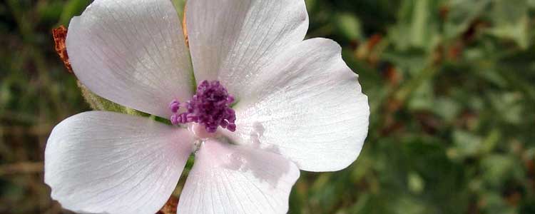 Althaea Officinalis - Marshmellow