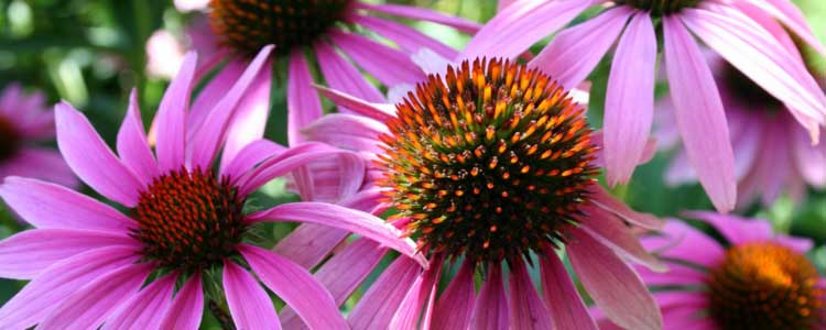 Echinacea Side Effects and Benefits