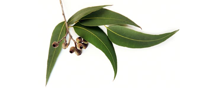 Eucalyptus Oil for Fleas