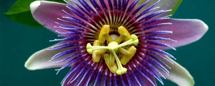 Passion Flower