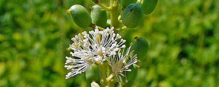 black-cohosh-night-sweats-Actaea-racemosa