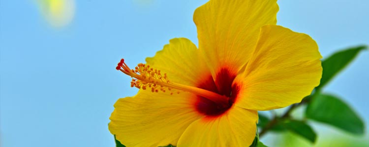 Hibiscus Flower