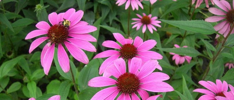 Echinacea