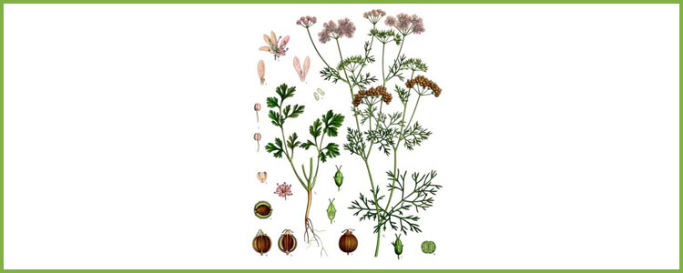 Coriandrum-sativum-cilantro-plant