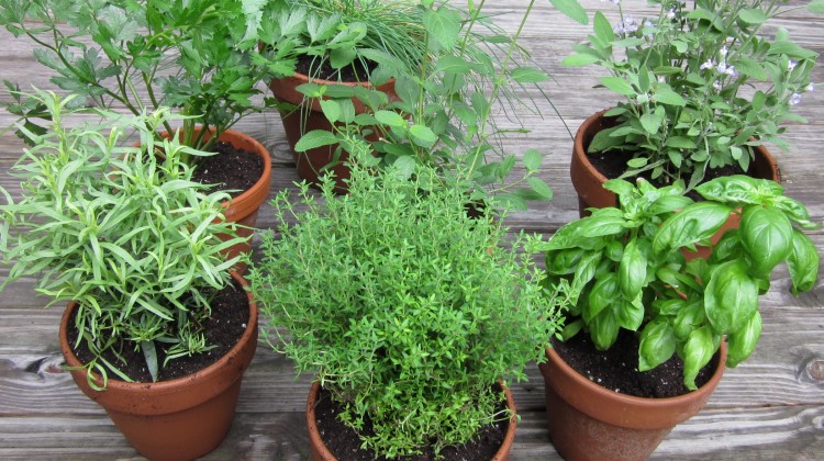 grow a simple herb garden