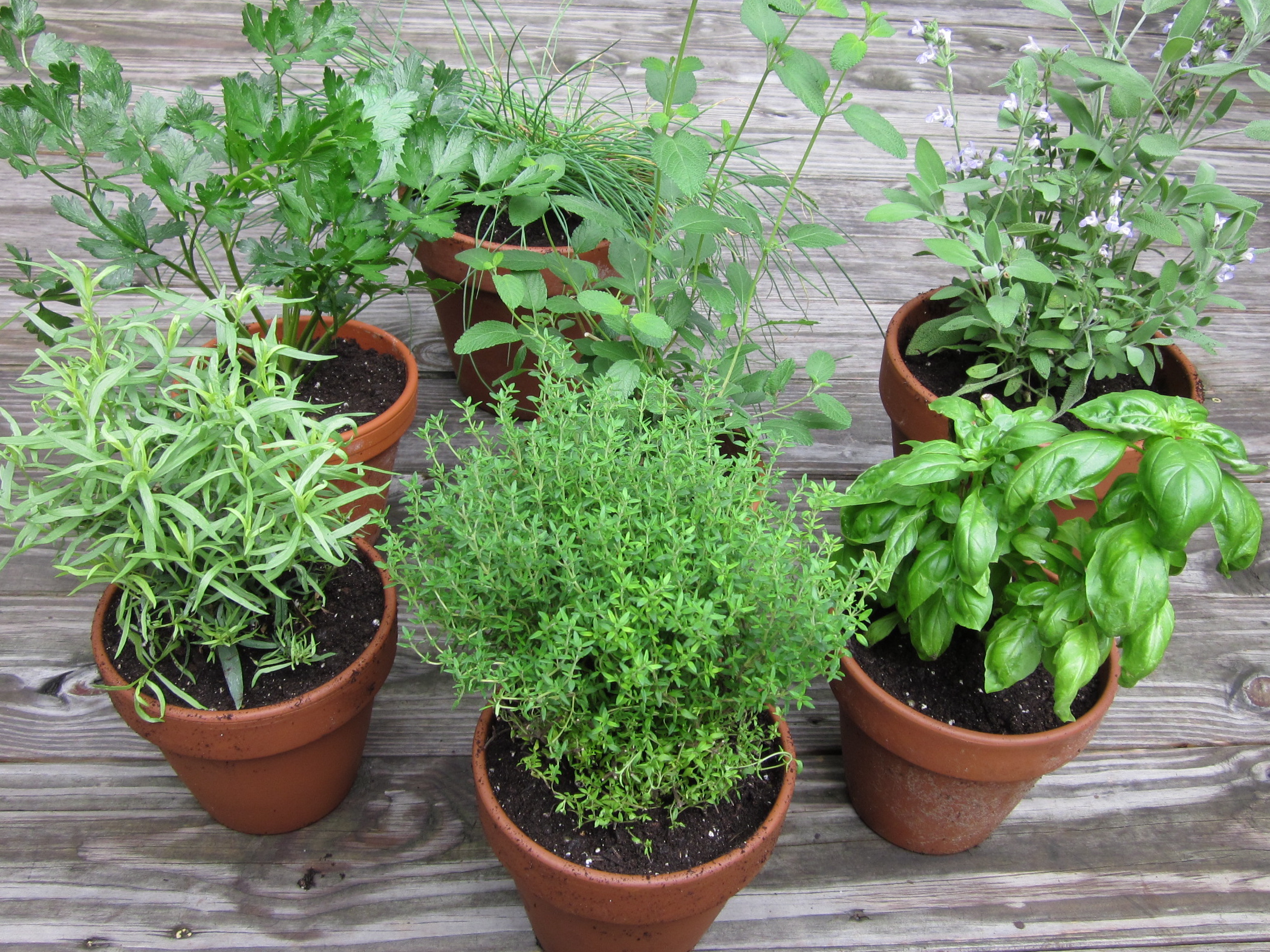 grow a simple herb garden