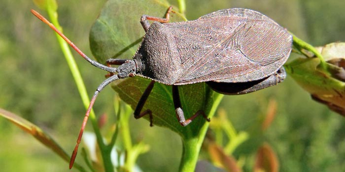 How To Kill Squash Bugs Organically