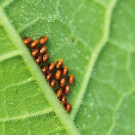 squash bug eggs