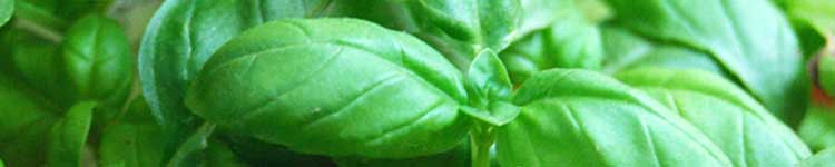 Basil: Home Remedies for Mosquito Bites