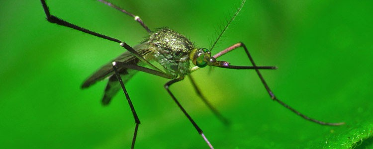 Natural Mosquito Repellent Recipes