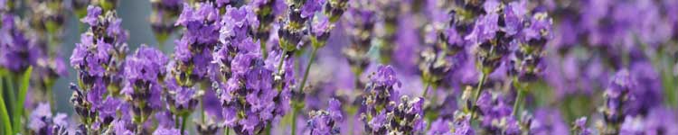 Using lavender essential oil in natural sunburn remedies