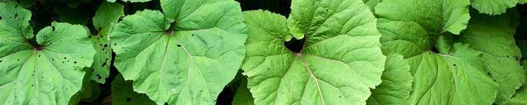 Butterbur: Home Remedy for Allergies