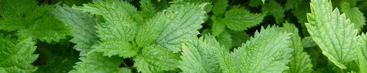 Stinging Nettle: Home Remedies for Allergies