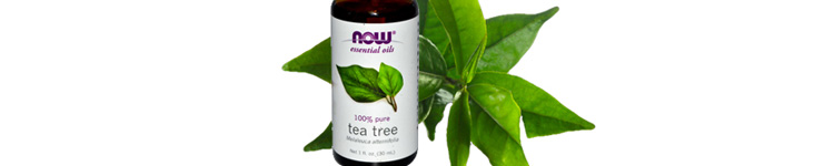 Tea Tree Oil Home Remedy for Lice