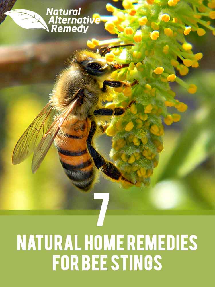 I always have at least one of these natural remedies in my cabinet #beestings #naturalhealth #bansummerbummers | naturalalternativeremedy.com