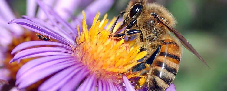 Natural Home Remedies for Bee Stings