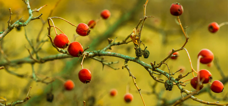 Benefits of Rosehip Oil