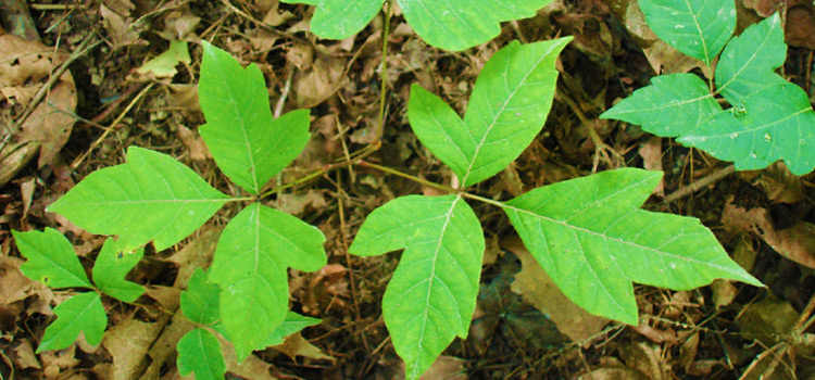 Home Remedies for Poison Ivy