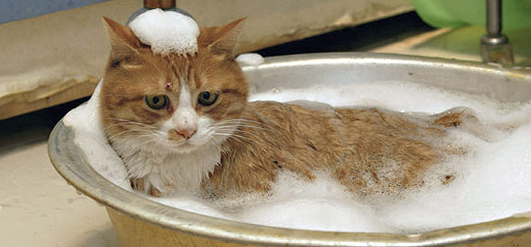 Cat Shampoo for Fleas