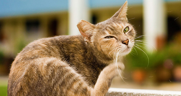 Home Remedies for Fleas on Cats