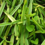 Cissus Quadrangularis