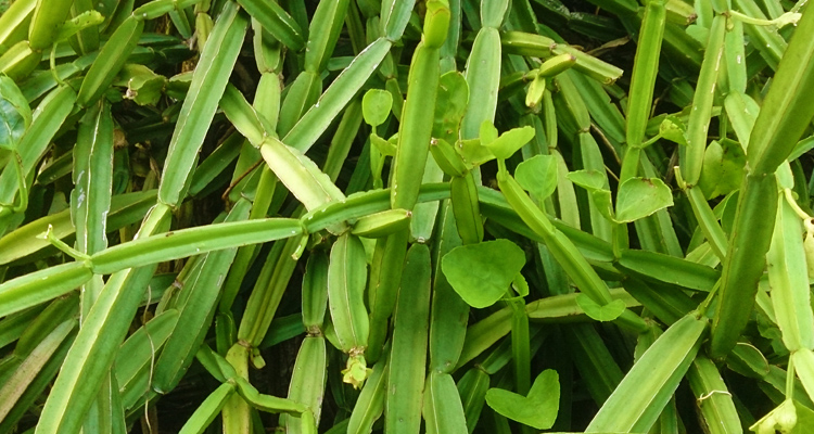 Cissus Quadrangularis